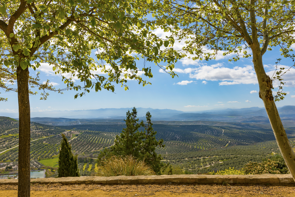 オリーブオイル生産&輸出において世界をリードするスペインへ