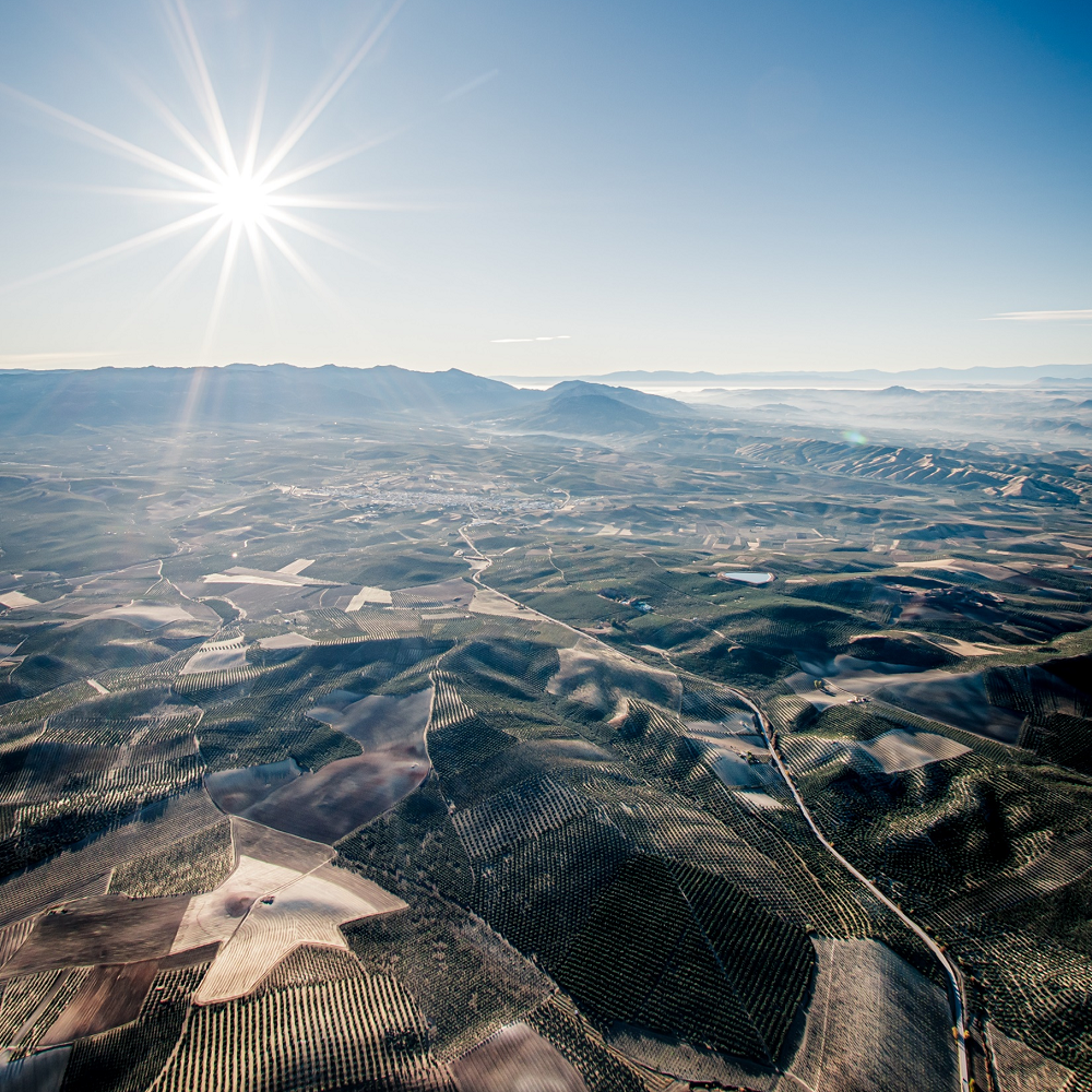 オリーブオイル生産&輸出において世界をリードするスペインへ