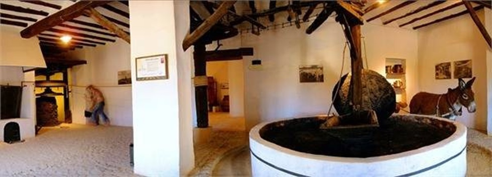 オリーブオイル生産&輸出において世界をリードするスペインへ